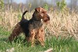 WELSH TERRIER 099